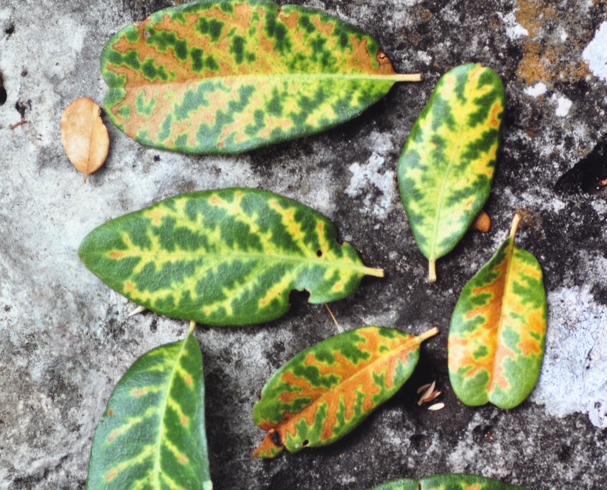 Oak Wilt